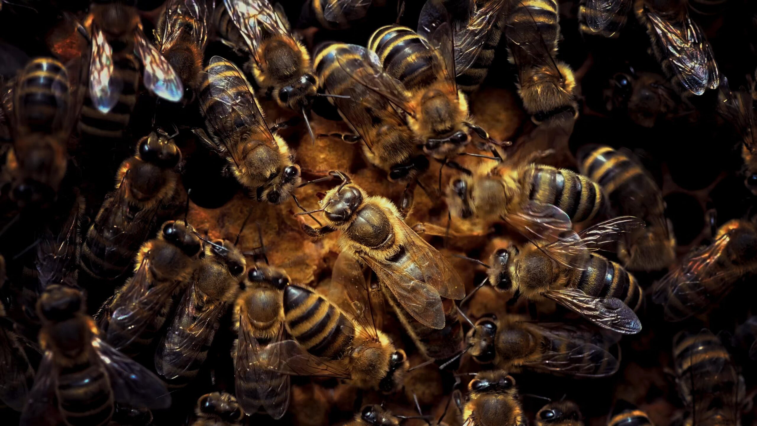 Rossmerrin aroundyou h265 3840x2160p24 00 03 38 502